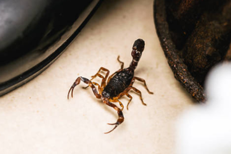 Manejo integrado de alacranes