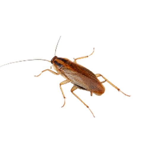 Manejo integrado de cucarachas