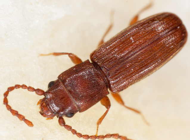 Manejo integrado de plagas en granos almacenados