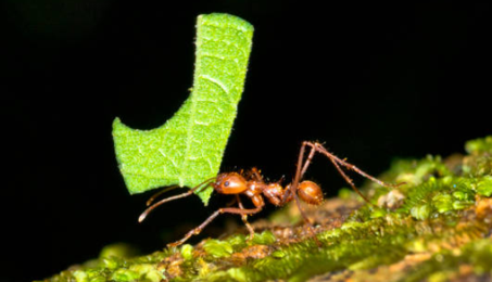 Manejo integrado de hormigas