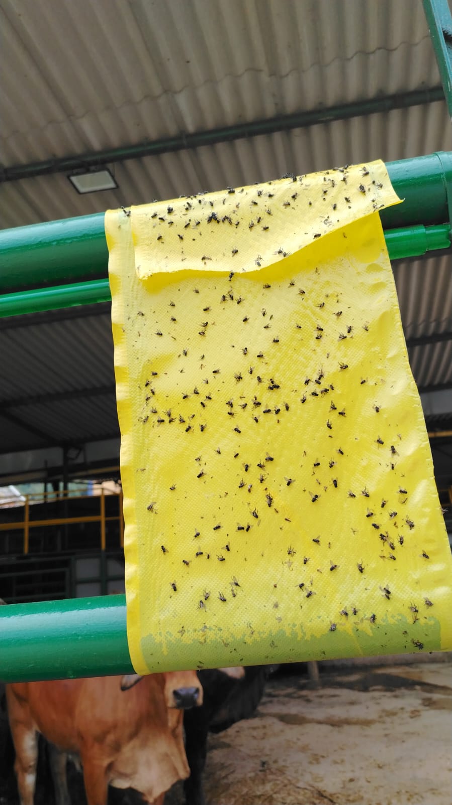 Inspección técnica