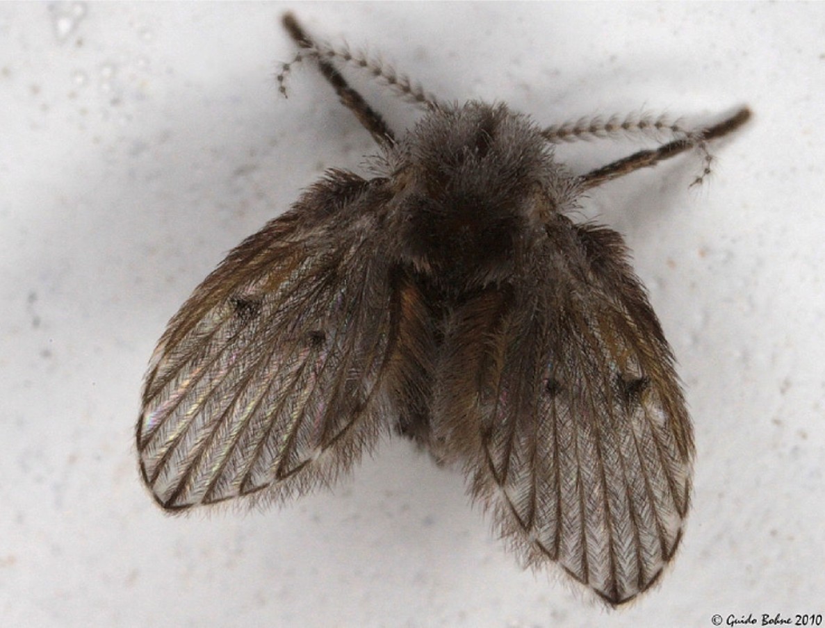 Manejo integrado de moscas