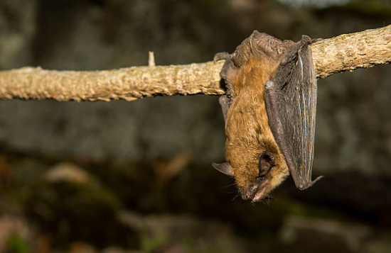 Manejo integrado de murciélagos