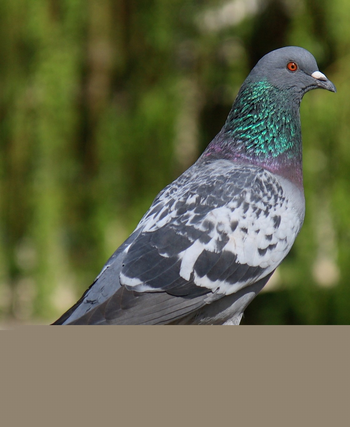 Manejo integrado de palomas
