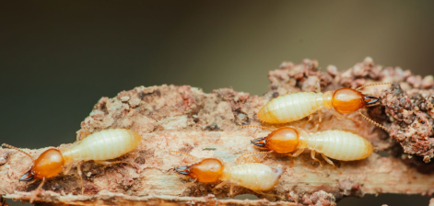 Manejo integrado de termitas