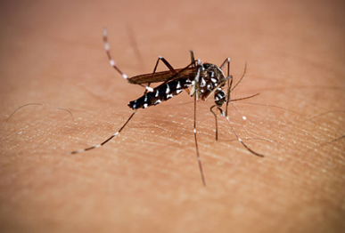 Manejo integrado de zancudos