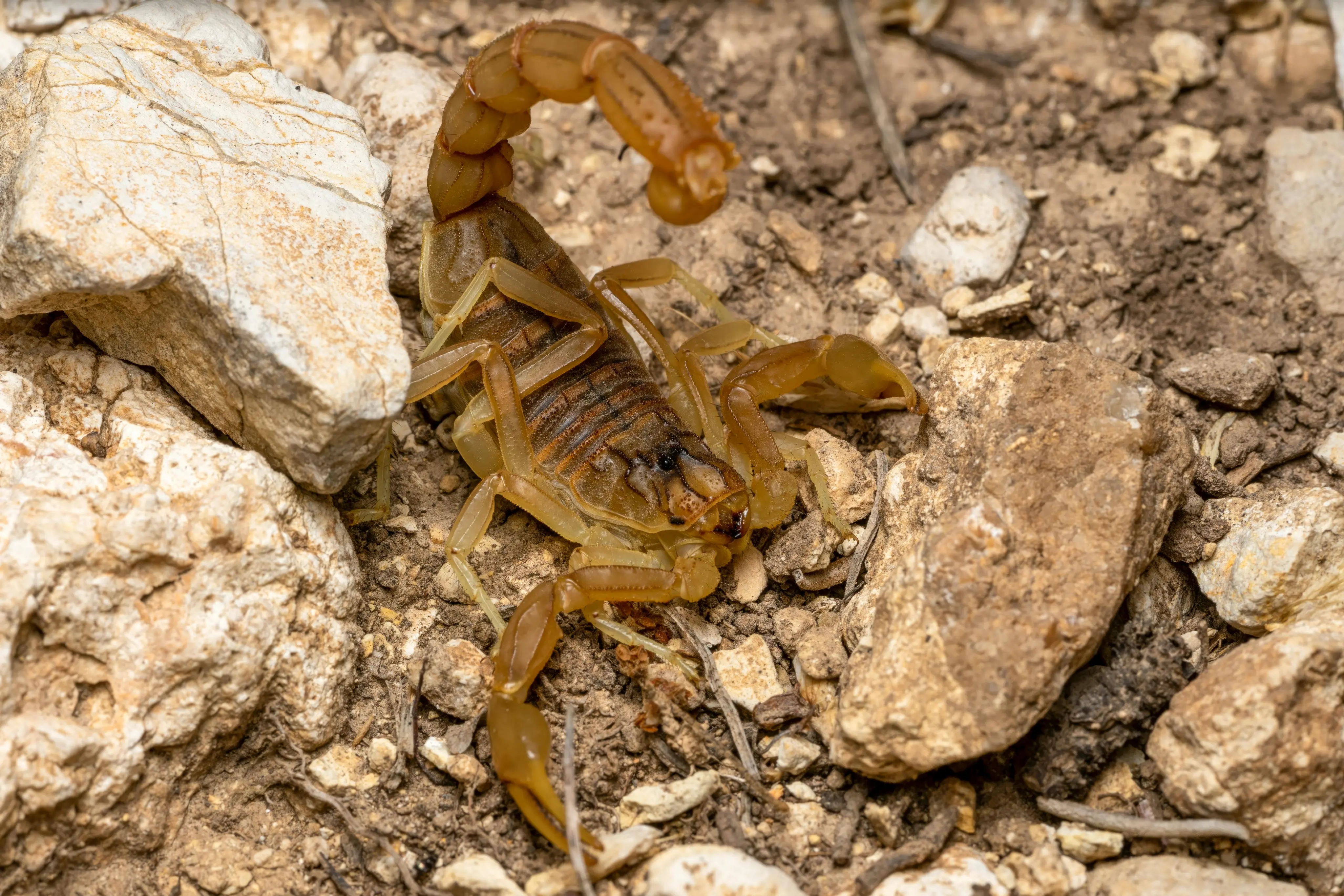 Alacranes