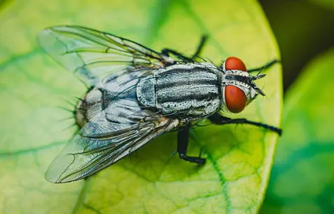 Mosca de la carne