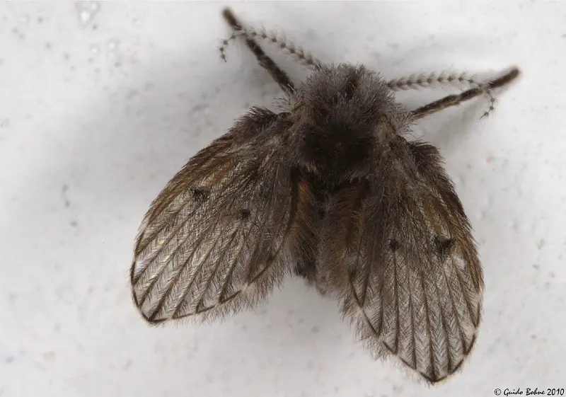 Mosca del drenaje