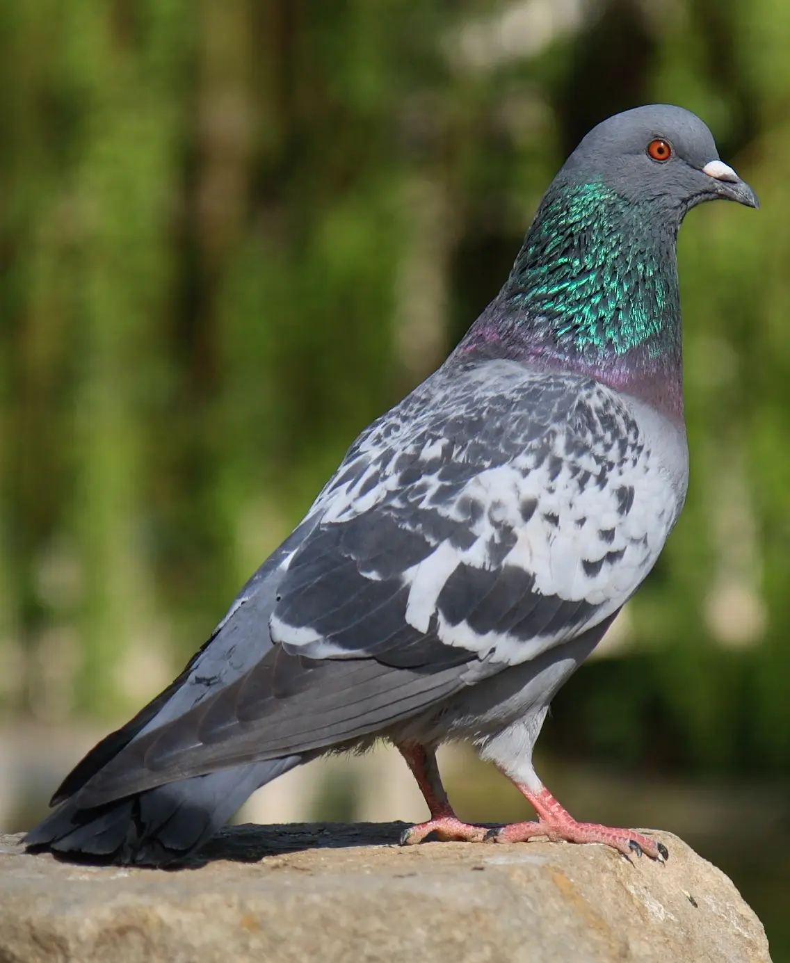 Palomas